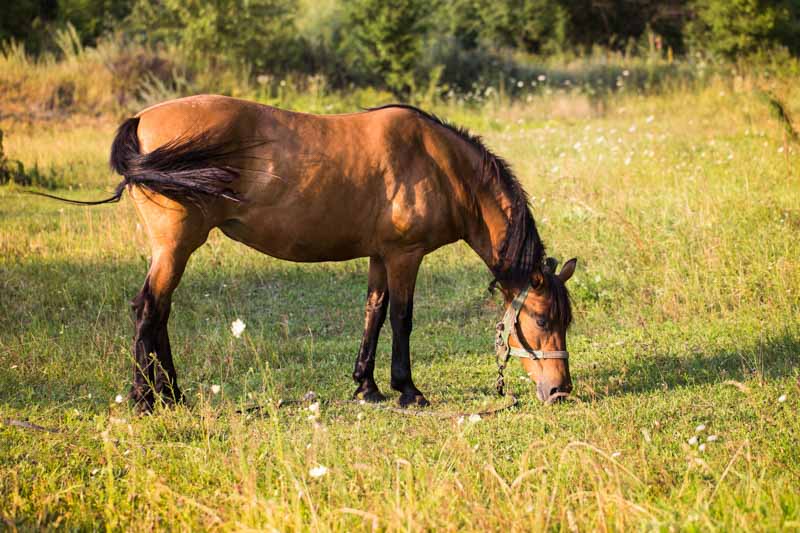 Hooi voor paarden nu ook in Belgie